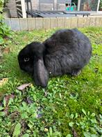 4 zuivere frans hangoor rammetjes, Dieren en Toebehoren, Konijnen, Hangoor