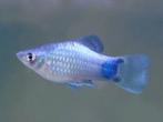 Blue Mickey Mouse Platy, Zoetwatervis, Vis