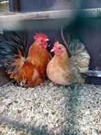 Chabo koppel 25€, Dieren en Toebehoren, Pluimvee