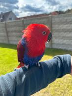 Edel papegaai tam, Animaux & Accessoires, Oiseaux | Perruches & Perroquets, Perroquet, Domestique, Femelle