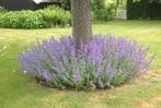 NEPETA = TREKT DE BIJEN AAN, Tuin en Terras, Planten | Tuinplanten, Volle zon, Vaste plant, Zomer, Ophalen