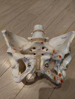 Anatomisch vrouwelijk modelbekken - gynaecologie, Ophalen