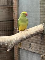 Halsband parkiet, Dieren en Toebehoren, Vogels | Parkieten en Papegaaien, Parkiet, Geringd