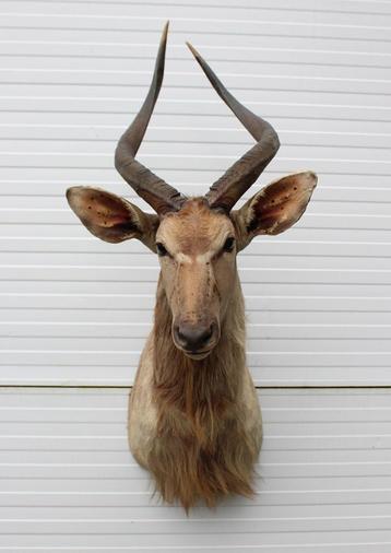 Opgezette KOP Afrikaanse NYALA antilope (gewei) beschikbaar voor biedingen