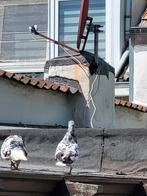 Hoogvlieger iraans, Dieren en Toebehoren