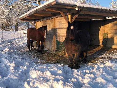 Schulstal Paarden/Paardenopvang, Dieren en Toebehoren, Stalling en Weidegang, Opfok, Stalling, Weidegang, 1 paard of pony