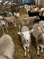 Jonge ooien, Dieren en Toebehoren, Schapen, Geiten en Varkens