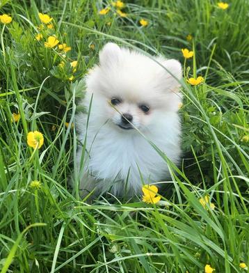 Pomeriaan / pom / pomeranian / Poméranie, Dieren en Toebehoren, België, Keeshond, CDV (hondenziekte), 8 tot 15 weken