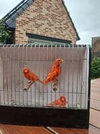 kanarie, Dieren en Toebehoren, Vogels | Kanaries, Meerdere dieren, Kleurkanarie