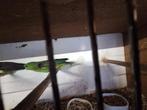 Catharina's, Dieren en Toebehoren, Vogels | Parkieten en Papegaaien, Meerdere dieren, Parkiet, Geringd