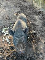Mini varken (hangbuik) zoeken een goede thuis voor Jerom., Animaux & Accessoires, Moutons, Chèvres & Cochons, Porcs, Mâle, 0 à 2 ans