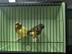 kweekkoppels gloster voor 2026, Dieren en Toebehoren, Vogels | Kanaries, Meerdere dieren, Postuurkanarie