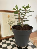 crassula vetplant, Ophalen, Vetplant