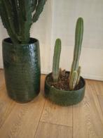 Cactus, Huis en Inrichting, Kamerplanten, Cactus, 150 tot 200 cm, Halfschaduw, In pot