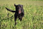 Labrador pups met st hubertus stamboom, Dieren en Toebehoren, Meerdere, 8 tot 15 weken, België, Labrador retriever