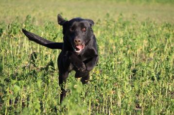 Labrador pups met st hubertus stamboom