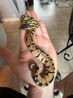 Python regius Pastel, Dieren en Toebehoren, Ophalen