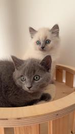 Britse korthaar kater, Dieren en Toebehoren, Kater, Gechipt, 0 tot 2 jaar