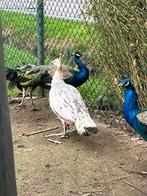 Pauwen , 1 zwartvleugel en 2 blauwe pauwen, Meerdere dieren, Overige soorten
