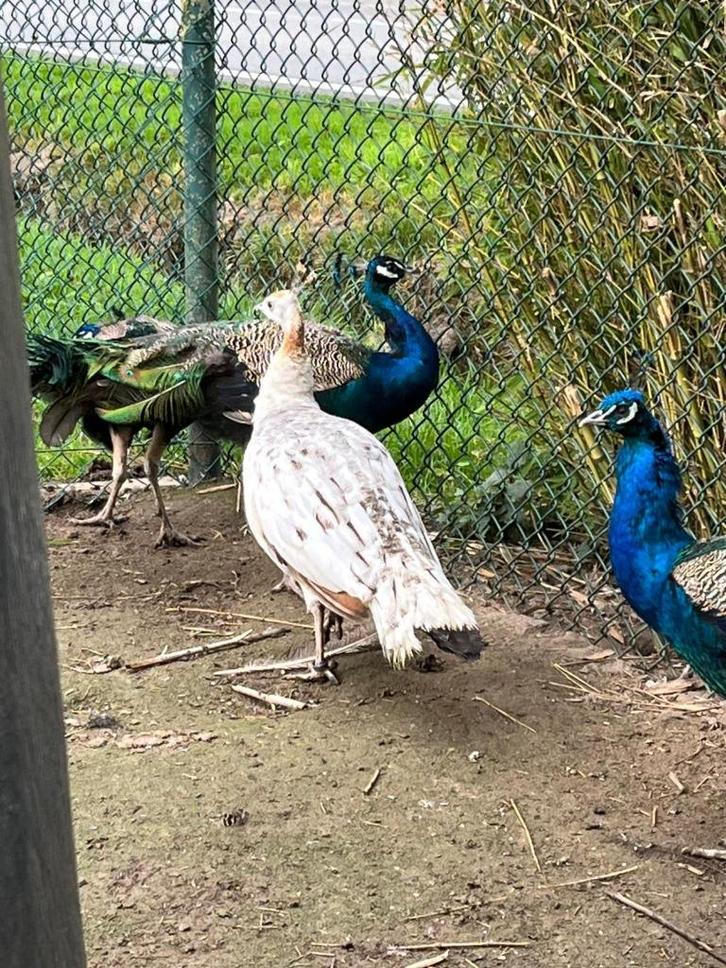 Pauwen , 1 zwartvleugel en 2 blauwe pauwen, Dieren en Toebehoren, Pluimvee, Overige soorten, Meerdere dieren