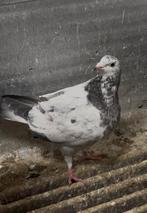 Jonge reisduif te koop late 2025