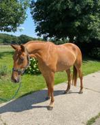 Lieve 9 jarige draver merrie, Dieren en Toebehoren, Paarden, Merrie, Gechipt, Niet van toepassing, 7 tot 10 jaar