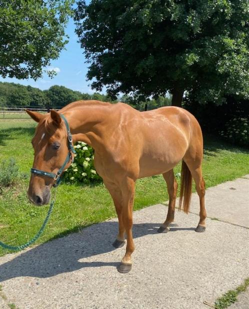 Lieve 9 jarige draver merrie, Dieren en Toebehoren, Paarden, Merrie, Niet van toepassing, 160 tot 165 cm, 7 tot 10 jaar, Recreatiepaard