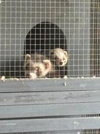 1 gewoon fret ( m) 1 micro fret (v) + kooi, Dieren en Toebehoren, Knaagdieren, Fret, April, Mannelijk, Tam