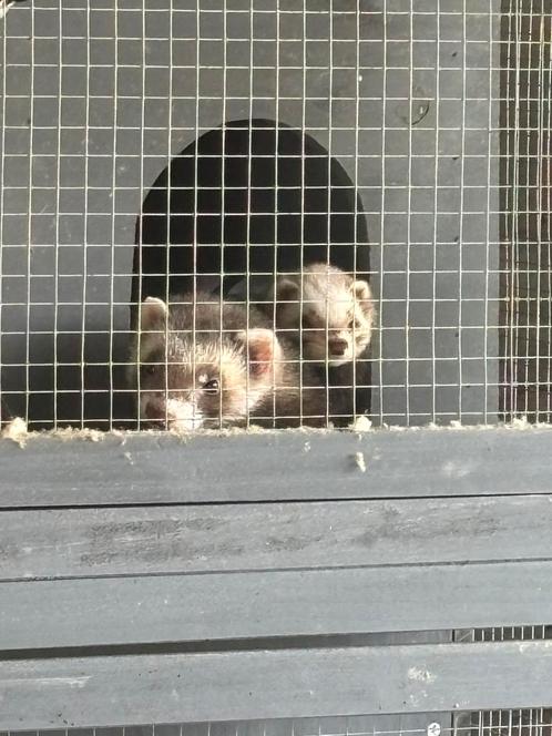 1 gewoon fret ( m) 1 micro fret (v) + kooi, Dieren en Toebehoren, Knaagdieren, Mannelijk, Fret, April, Tam