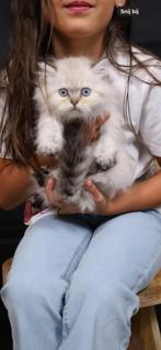Brits Langhaar poesje met stamboom, Dieren en Toebehoren, Poes, Gechipt, 0 tot 2 jaar