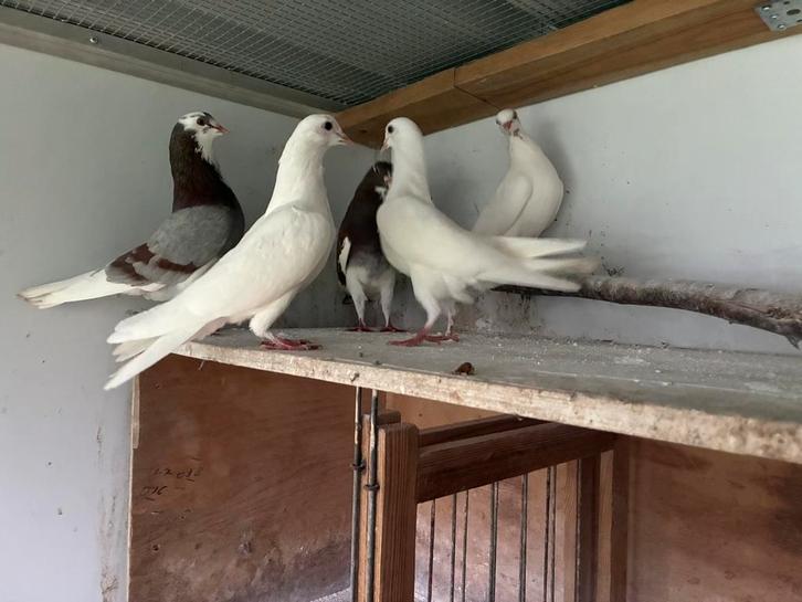 Birmingham rollers, Dieren en Toebehoren, Vogels | Duiven, Tuimelaar of Roller, Meerdere dieren