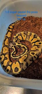 ball python 1.0 super pastel het DG poss leopard, Dieren en Toebehoren, Slang, Tam, 0 tot 2 jaar