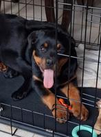 Lief rottweiler teefje 3.5 mnd oud op boerderij ouders aanw, België, 15 weken tot 1 jaar, CDV (hondenziekte), Teef