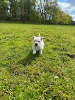 Westhighland white terriër pups/cesar/westy/pups/wit/westie, Dieren en Toebehoren, Honden | Jack Russells en Terriërs, België