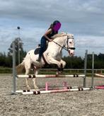 Verzorgster aangeboden, Dieren en Toebehoren