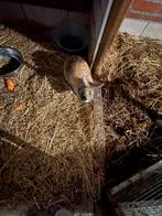 Konijn te koop, Dieren en Toebehoren