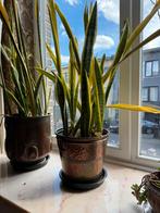 Planten in koperen pot, Ophalen, Zo goed als nieuw