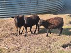 Ouessant dwergschaap ooien, Dieren en Toebehoren