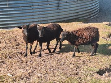 Ouessant dwergschaap ooien beschikbaar voor biedingen