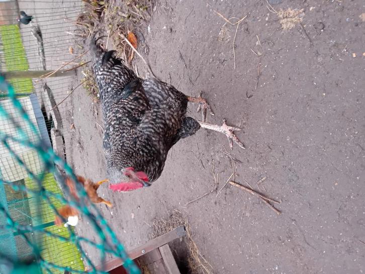 Mechelse koekoek haan een maal, Dieren en Toebehoren, Pluimvee