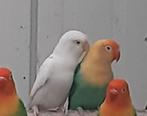 Kwkkoppel Fischeri 2022 fallow turquoise euwing opaline, Dieren en Toebehoren