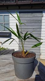 palmboom, Ophalen, Palmboom