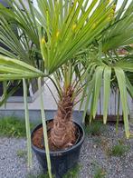 Palmbomen trachycarpus fortunei!, Tuin en Terras, Ophalen