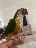 Pyrrhura supar tam, Dieren en Toebehoren, Tam