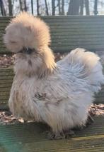 Hennen usa zijdehoenders kippen, Dieren en Toebehoren, Pluimvee, Vrouwelijk, Kip