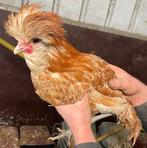 Hanen, Dieren en Toebehoren, Pluimvee, Mannelijk, Kip