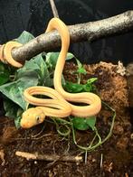 Corallus Hortulanus CB250101 05, Dieren en Toebehoren, Reptielen en Amfibieën, Slang, 0 tot 2 jaar