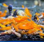 Ik zoek garnaaltjes om wat kleur in mijn aqaurium te creëren, Dieren en Toebehoren