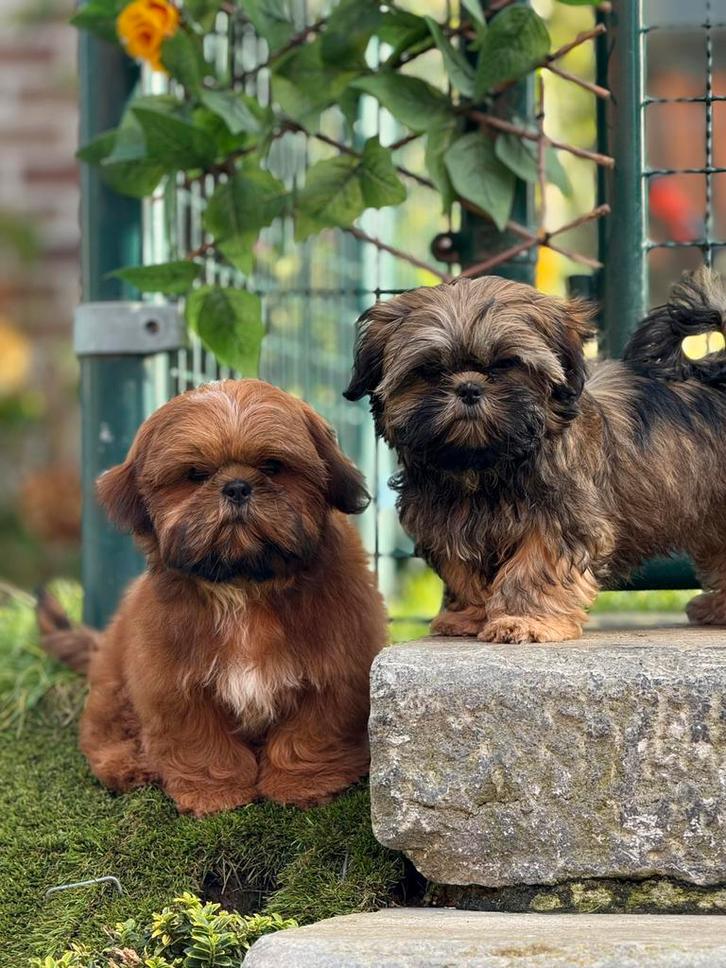 Shih Tzu pups, Dieren en Toebehoren, Honden | Chihuahua's en Gezelschapshonden, Reu, Overige rassen, Fokker | Professioneel, Meerdere