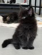 Nog 1 Super aanhankelijk maine coon kittentje! (HK20308283), Meerdere dieren, Gechipt, 0 tot 2 jaar
